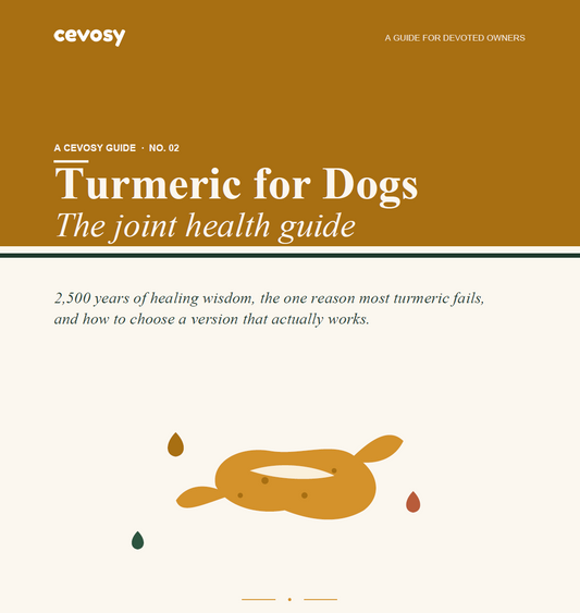 Cover: Why Turmeric Is a Game-Changer for Your Dog's Joints